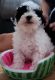 Poodle Puppies for sale in Cincinnati, OH, USA. price: $350