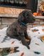 Poodle Puppies for sale in Shepherdsville, KY 40165, USA. price: $1,200