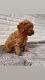 Poodle Puppies for sale in Chicago, IL, USA. price: $750