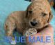 Poodle Puppies for sale in 3740 Crittendon St, North Port, FL 34286, USA. price: $1,500