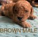 Poodle Puppies for sale in 3740 Crittendon St, North Port, FL 34286, USA. price: $1,500