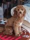 Poodle Puppies for sale in Madison, WI, USA. price: $1,000