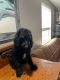Poodle Puppies for sale in Laurens, SC 29360, USA. price: $350