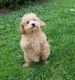 Poodle Puppies for sale in Clyde, NY 14433, USA. price: $350
