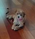 Poodle Puppies for sale in Round Rock, TX 78681, USA. price: $450