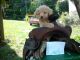 Poodle Puppies for sale in Rubicon, WI 53078, USA. price: $600