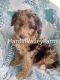 Poodle Puppies for sale in Kenton, OH 43326, USA. price: $350