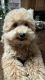 Poodle Puppies for sale in Tampa, FL, USA. price: $2,500