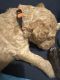Poodle Puppies for sale in Simpsonville, SC, USA. price: $1,200