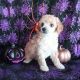 Poodle Puppies for sale in Reddick, FL 32686, USA. price: $1,800