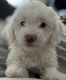 Poodle Puppies for sale in Glendale, CA 91202, USA. price: $1,200