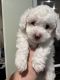 Poodle Puppies for sale in Glendale, CA 91202, USA. price: $900