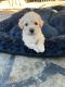 Poodle Puppies for sale in Los Banos, CA, USA. price: $700
