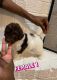 Poodle Puppies for sale in Hurst, TX, USA. price: $800