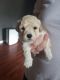 Poodle Puppies for sale in Prospect, TN 38477, USA. price: $1,000