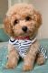 Poodle Puppies for sale in Simpsonville, SC, USA. price: $450