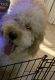 Poodle Puppies for sale in Palm Coast, FL, USA. price: $300