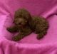 Poodle Puppies for sale in Downey, CA, USA. price: $1,600