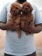 Poodle Puppies for sale in Bengaluru, Karnataka, India. price: 35,000 INR