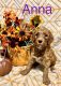 Poodle Puppies for sale in Long Beach, MS 39560, USA. price: $1,000