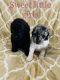 Poodle Puppies for sale in Moreno Valley, CA, USA. price: NA