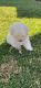 Poodle Puppies for sale in Merced, CA, USA. price: $850