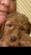 Poodle Puppies for sale in Glenhayes, WV 25514, USA. price: $30,494,000