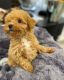 Poodle Puppies for sale in Montgomery, AL, USA. price: $450