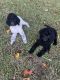 Poodle Puppies for sale in Crittenden, KY, USA. price: $500