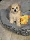 Poodle Puppies for sale in Florence, AZ, USA. price: $2,000