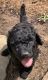 Poodle Puppies for sale in Austin, TX, USA. price: $50,000