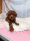 Poodle Puppies for sale in Houston, TX, USA. price: $3,000