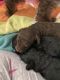 Poodle Puppies for sale in IA-144, Grand Junction, IA, USA. price: NA