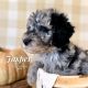 Poodle Puppies for sale in Taylorsville, NC 28681, USA. price: $1,250