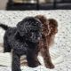 Poodle Puppies for sale in Missouri City, TX 77489, USA. price: $850