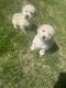 Poodle Puppies for sale in Mesa, AZ, USA. price: $550