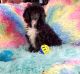 Poodle Puppies for sale in OK-56 Loop, Oklahoma 74447, USA. price: $500