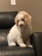 Poodle Puppies for sale in Plainfield, IL, USA. price: $1,500