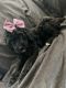 Poodle Puppies for sale in San Diego, CA, USA. price: $3,000