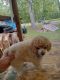 Poodle Puppies for sale in Anacoco, LA 71403, USA. price: $800