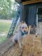 Poodle Puppies for sale in Anacoco, LA 71403, USA. price: $650