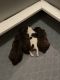 Poodle Puppies for sale in Herington, KS 67449, USA. price: $1,200