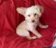 Poodle Puppies for sale in Downey, CA, USA. price: $450
