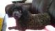 Poodle Puppies for sale in Barboursville, WV, USA. price: $400