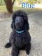 Poodle Puppies for sale in Helena, AL, USA. price: $500