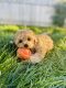 Poodle Puppies for sale in Nampa, ID, USA. price: $2,500