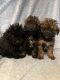 Poodle Puppies for sale in Glasgow, KY 42141, USA. price: $500