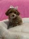 Poodle Puppies for sale in Albuquerque, NM, USA. price: $1,800