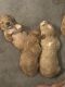 Poodle Puppies for sale in 1050 Wellness Pl., Henderson, NV 89011, USA. price: $1,000