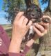 Poodle Puppies for sale in Eucha, OK 74342, USA. price: $1,500